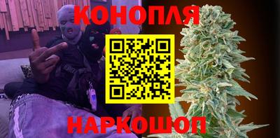 гашик Кингисепп